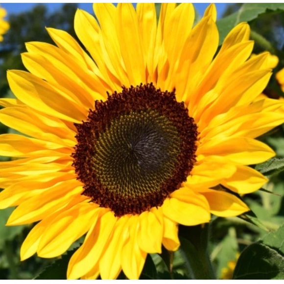 Hello Present & Future Fellow Poshers - Picture 4 of 9